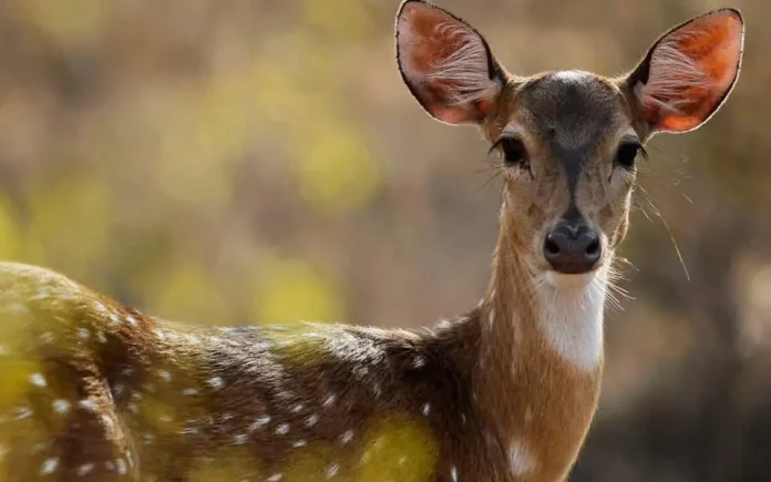 Ελβετοί Αγρότες Χρησιμοποιούν Drones για την Προστασία των Ελαφιών.