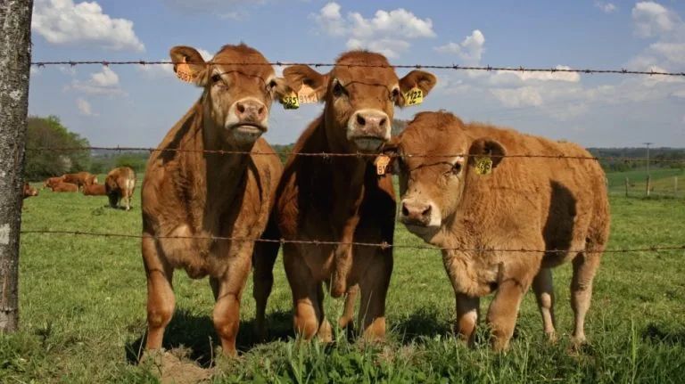 Η Δανία επιβάλλει τον πρώτο φόρο άνθρακα για αγρότες στον κόσμο