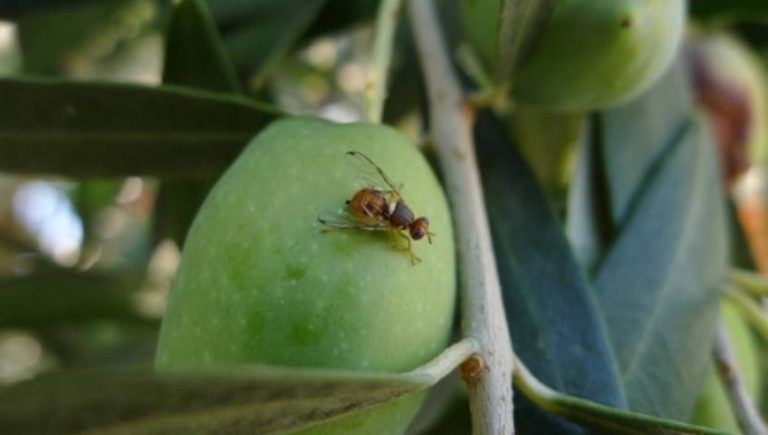 Πρωτοφανές Φιάσκο στην Κρήτη: «Παγώνει» η Δακοκτονία γιατί Τελείωσαν τα Φάρμακα – Απροστάτευτη η Νέα Σοδειά