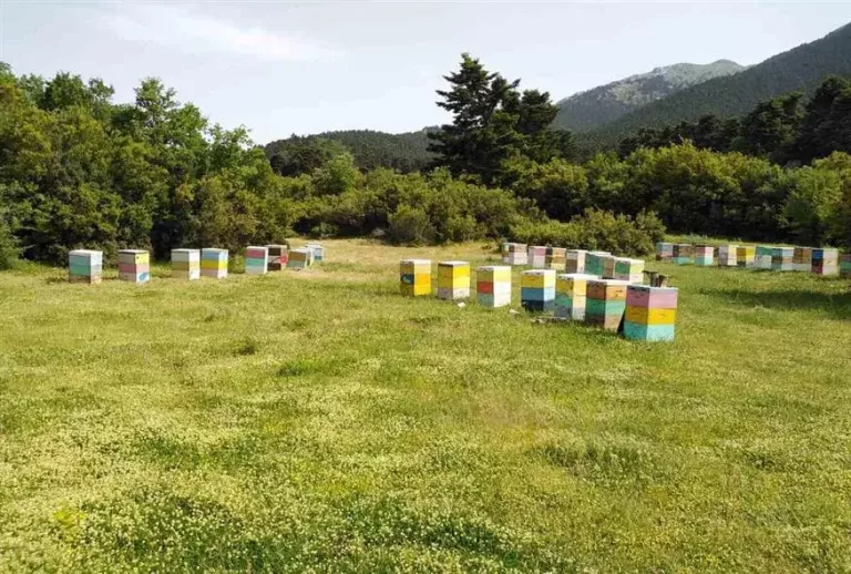 «Ανάσα» για τη Μελισσοκομία: Εγκρίθηκαν οι Ενισχύσεις – Πότε Ξεκινούν οι Πληρωμές για τις 4 Μεγάλες Δράσεις