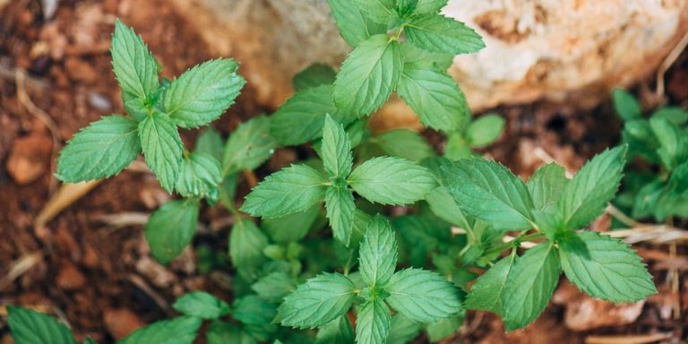 Μέντα: Το Μυρωδικό που Ενισχύει Μνήμη και Καταπολεμά τη Νόσο Αλτσχάιμερ