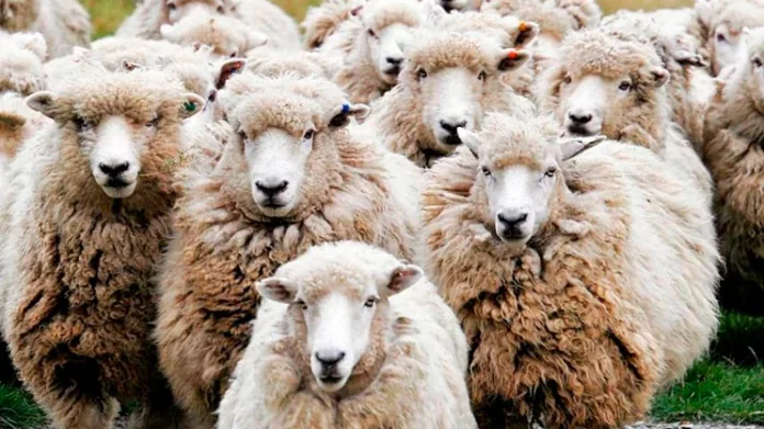Διπλάσια η ενίσχυση για σπάνιες φυλές αιγοπροβάτων