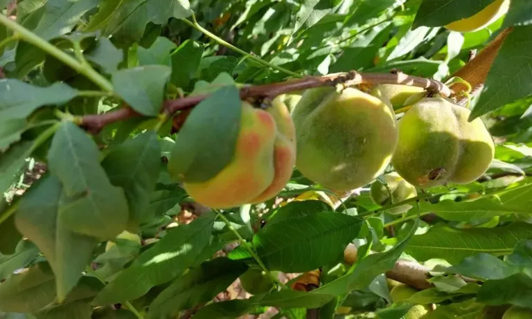 Παραμόρφωση Ροδάκινων και Νεκταρινιών: Αιτίες και Αντιμετώπιση