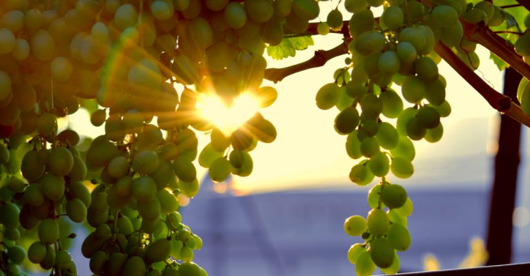 Ξεκίνησε Πρώιμα ο Τρύγος Σουλτανίνας στην Κορινθία