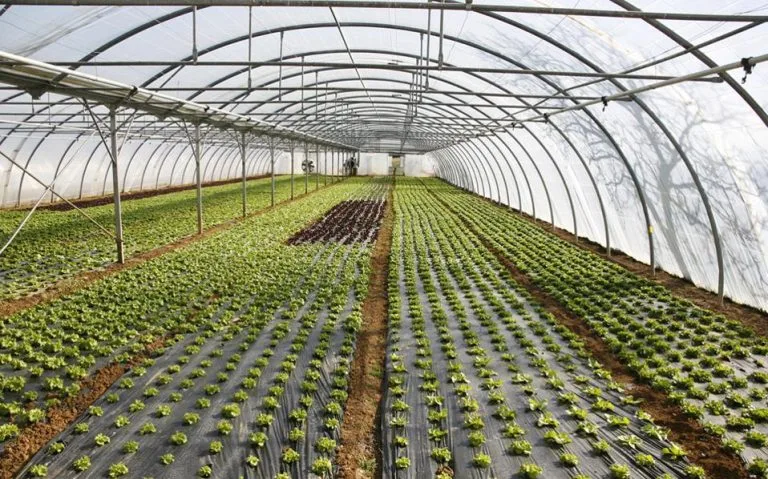 Θερμοκήπια: Παράβολο 1.000€ και νέες προϋποθέσεις ενίσχυσης από ΕΛΓΟ – Δήμητρα
