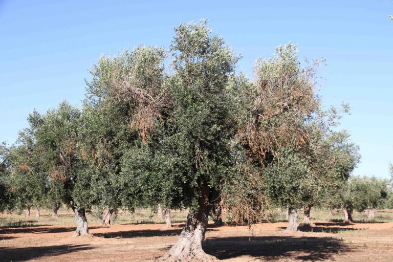 Xylella: Νέα βιοφυτοφάρμακα δίνουν ελπίδα – Μετριάζουν τα συμπτώματα και «πρασινίζουν» ξανά τα δέντρα
