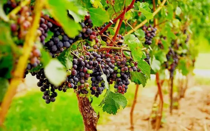 Ζημιές στα Αμπέλια της Κρήτης: Καταχώριση στην Πλατφόρμα του ΕΛΓΑ