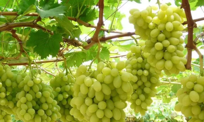 Ξεκίνησε η Συγκομιδή των Πρώιμων Επιτραπέζιων Σταφυλιών στην Κρήτη το 2024