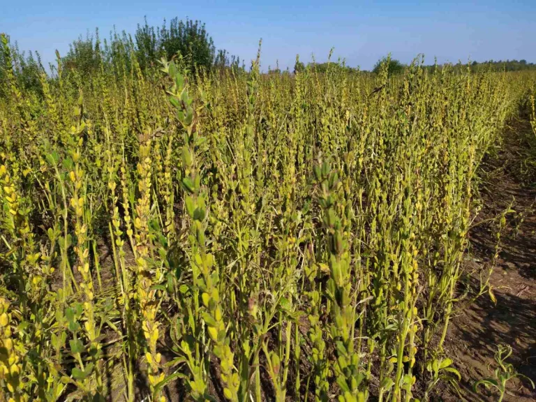 Η Επιστροφή της Καλλιέργειας Σουσαμιού στον Θεσσαλικό Κάμπο: Βιώσιμη και Κερδοφόρα Επιλογή