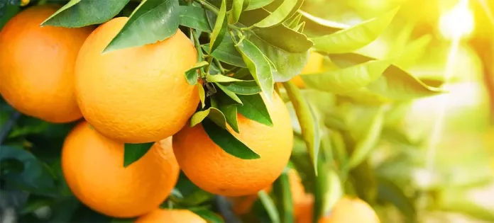 Κραυγή Αγωνίας από τους Παραγωγούς Λακωνίας για τα Αδιάθετα Πορτοκάλια