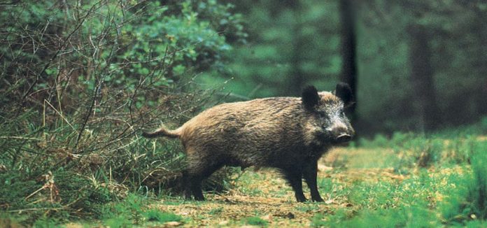 Τεράστιες Ζημιές στη Χαλκιδική από Αγριόχοιρους