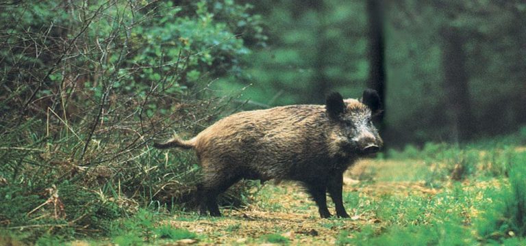 Τεράστιες Ζημιές στη Χαλκιδική από Αγριογούρουνα