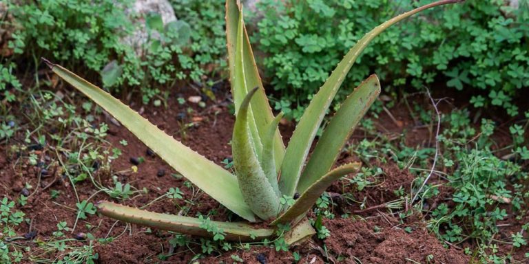 Σε στασιμότητα η καλλιέργεια της αλόης βέρα στην Πελοπόννησο