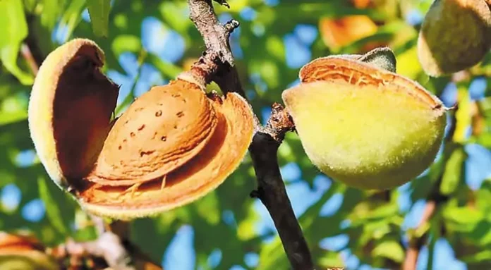 Αμυγδαλιά | Φθινοπωρινές επεμβάσεις για ασθένειες και εχθρούς της εποχής