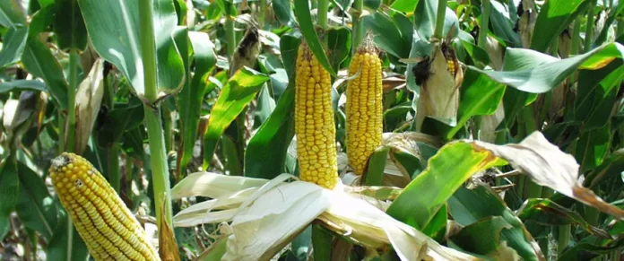 Οι επιπτώσεις του καύσωνα στη μείωση των τιμών στις ευρωπαϊκές καλλιέργειες