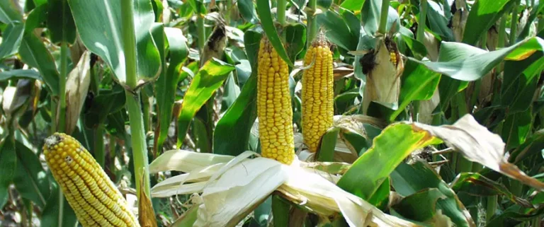 Καλαμπόκι: Ανησυχητικές Μειώσεις στις Προβλέψεις Παραγωγής για το 2024