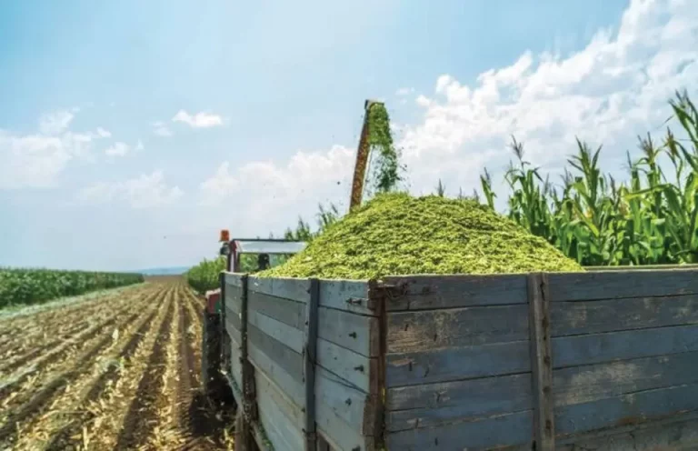 Με τιμή πάνω από 6 λεπτά το κιλό για ενσίρωμα καλαμποκιού