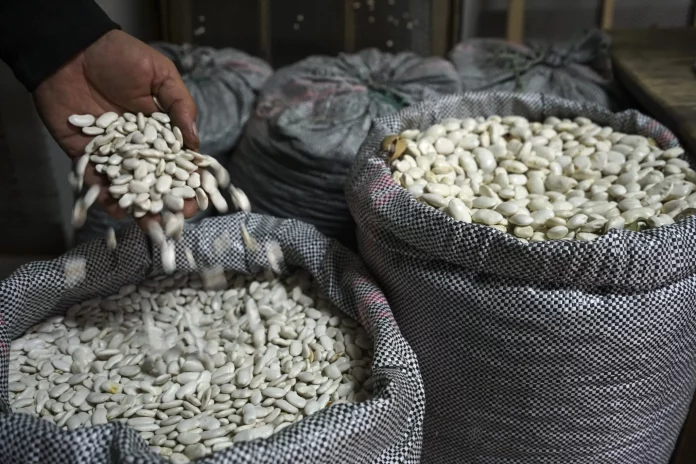 Δύσκολες Ώρες για το Φασόλι στην Καστοριά: Αντιμετωπίζοντας τις Προκλήσεις