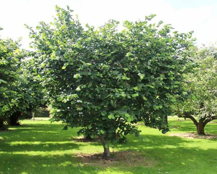 Ευοίωνες Προοπτικές για το Φουντούκι στην Ορεστιάδα