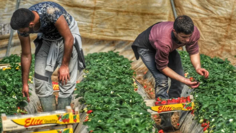 Αχαΐα: Κύκλωμα Εκμετάλλευσης Εργατών Γης σε Καλλιέργειες Φράουλας