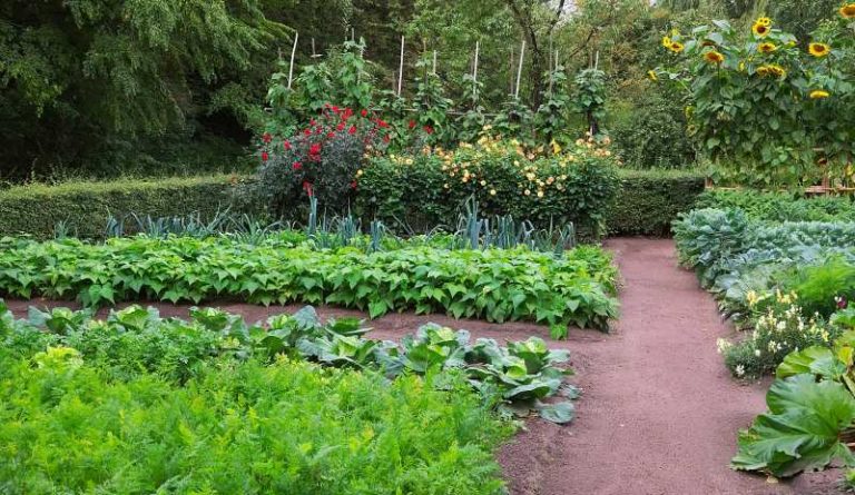 Τι να Φυτέψετε τον Ιούλιο: Οδηγός για Λαχανικά, Βότανα και Λουλούδια