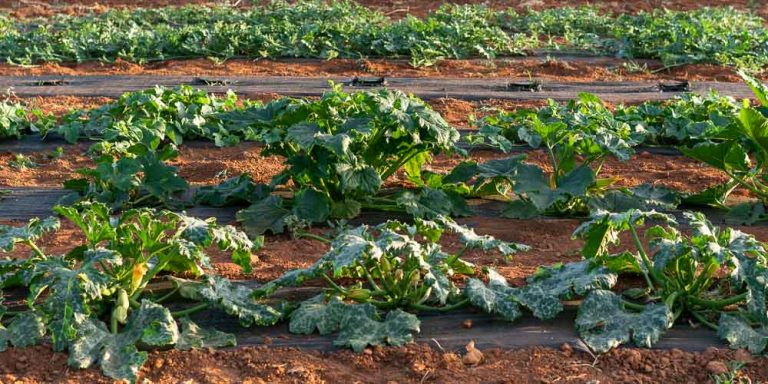 Οικονομική Καταστροφή Απειλεί Παραγωγούς Καλοκαιρινών Κηπευτικών στην Μεσαρά