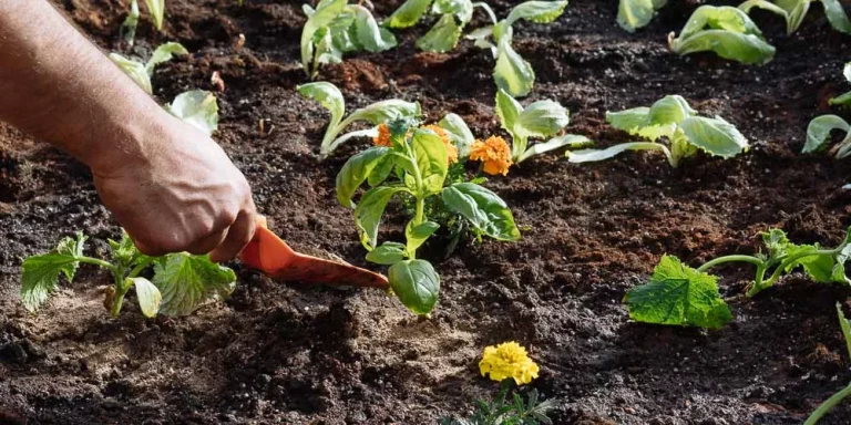 Ντομάτες και Πιπεριές: Πώς να Πενταπλασιάσετε την Παραγωγή με Φύλλα Δάφνης
