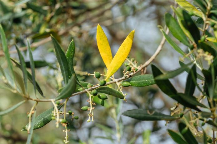 Γιατί Κιτρινίζουν τα Φύλλα της Ελιάς και Πώς να το Αντιμετωπίσετε