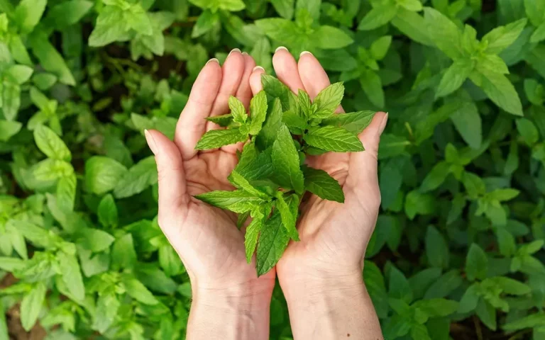 Μέντα: Το Βότανο που Ενισχύει τη Μνήμη και Προστατεύει από το Αλτσχάιμερ;