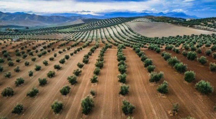Πορτογάλοι Παραγωγοί Ελαιολάδου Επικεντρώνονται στην Ποιότητα για την Προώθηση