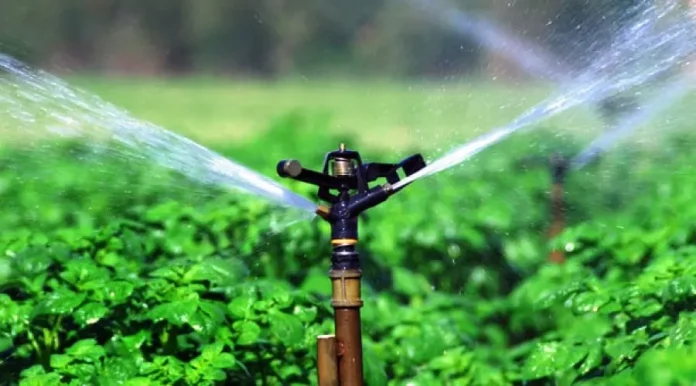 Καλλιέργειες Με Ελάχιστες Απαιτήσεις Νερού: Ο Οδηγός για τους Αγρότες του Μέλλοντος