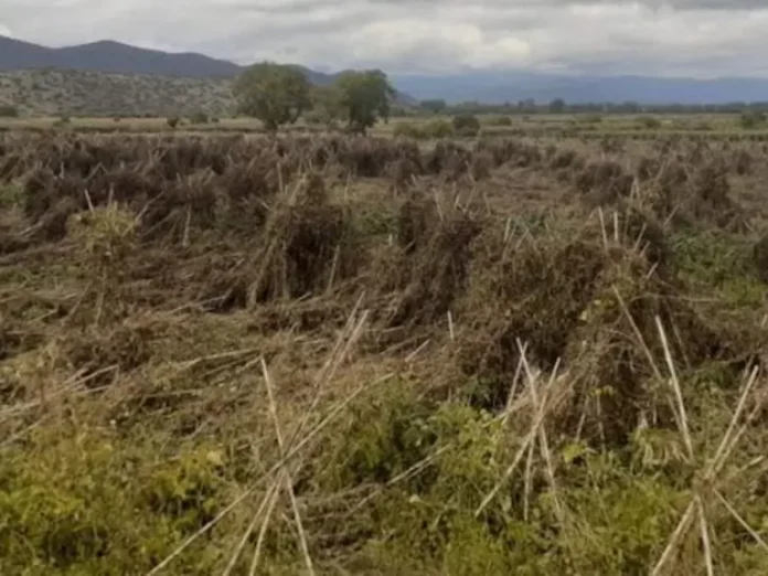 Μεγάλες Καταστροφές από Χαλάζι σε Καλλιέργειες Φασολιών στις Πρέσπες