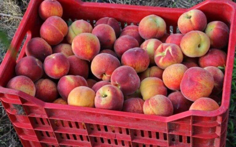 Σύσκεψη ΥΠΑΑΤ: Ξεκίνησαν οι Παραδόσεις Συμπύρηνου Ροδάκινου Χωρίς Τιμές