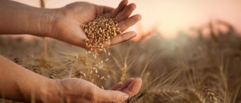 SOS από ΕΘΕΑΣ: Ζητά Έκτακτη Αποζημίωση De Minimis για τους Σιτοπαραγωγούς – «Οι Τιμές έχουν Καταρρεύσει Κάτω από το Κόστος»