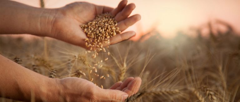 Σιτάρι: Χαμηλές οι Τιμές του Σκληρού – Σε Απόγνωση οι Παραγωγοί