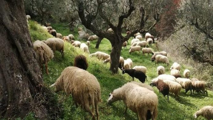 Η ανεξέλεγκτη βόσκηση αιγοπροβάτων καταστρέφει αμπέλια, ελιές και περιβόλια στο Καστέλι Κισσάμου
