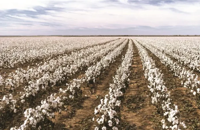 Απάτες με επιδοτήσεις βαμβακιού στον Έβρο – Στο μικροσκόπιο η Ευρωπαϊκή Εισαγγελία