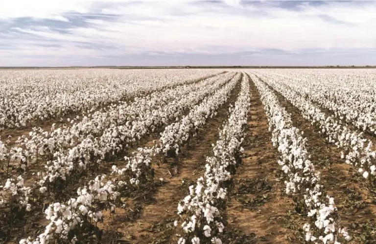 Απάτες με επιδοτήσεις βαμβακιού στον Έβρο – Στο μικροσκόπιο η Ευρωπαϊκή Εισαγγελία