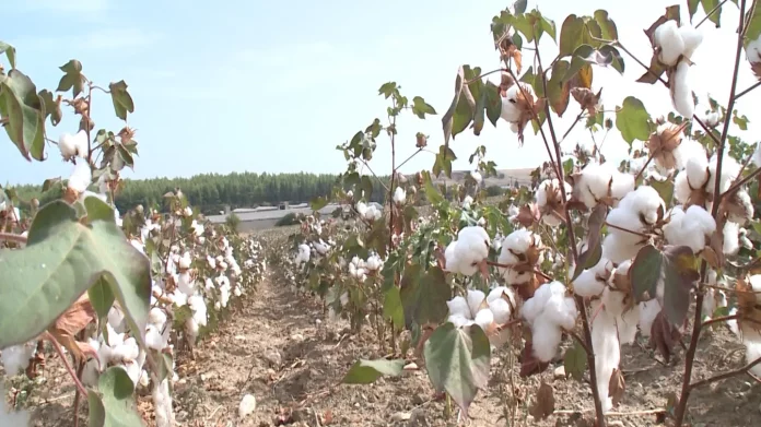 Χαμηλές οι πρώτες αποδόσεις στη συλλογή βάμβακος στον κάμπο- σε απόγνωση οι αγρότες