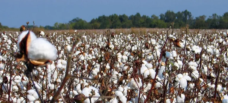 Συστάσεις και Καλλιεργητικές Πρακτικές για τις Βαμβακοκαλλιέργειες