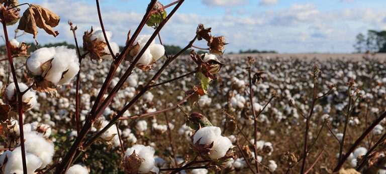 Υποχώρησε σημαντικά ο δείκτης αγροτικών προϊόντων – Απώλειες για σιτάρι, βαμβάκι και καλαμπόκι
