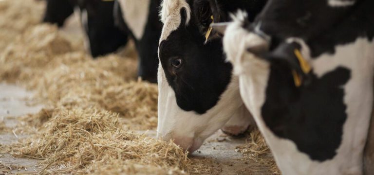 Τσιάρας: «Τις Επόμενες Ημέρες η Πληρωμή για τις Ζωοτροφές» – Δραματική Έκκληση για να Αποφευχθεί το Lockdown