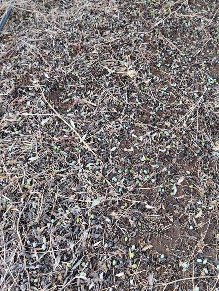 Ολική Καταστροφή στις Καλλιέργειες της Πέλλας από Χθεσινή Χαλαζόπτωση