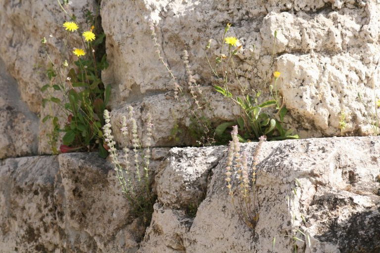 Η Επανανακάλυψη της Micromeria Acropolitana: Το Μοναδικό Φυτό της Ακρόπολης