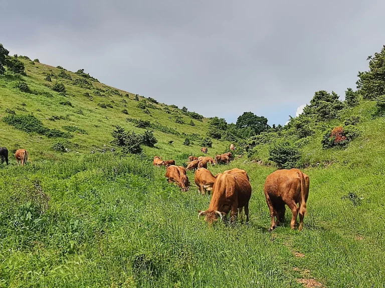 Από την Τράπεζα στην Αγελαδοτροφία: Πώς η Επαγγελματική Στροφή Έφερε Περισσότερα Κέρδη