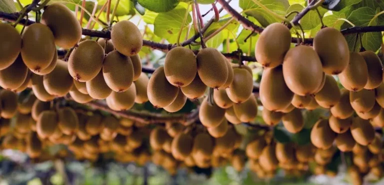 Ακτινιδιά: Τα 5 κρίσιμα βήματα φυτοπροστασίας αμέσως μετά τη συγκομιδή για να σώσετε την επόμενη σοδειά