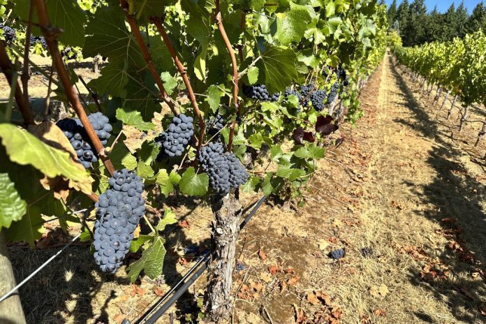 Αμπέλια που αντέχουν στο χρόνο