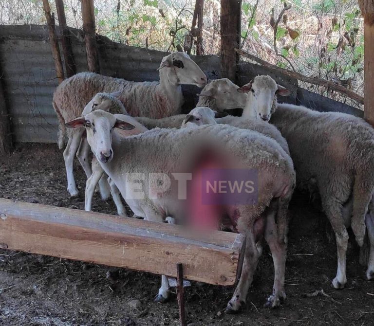 Καστοριά: Άγρια επίθεση αρκούδων σε μαντρί στο Βογατσικό – Σκότωσαν οκτώ πρόβατα και προκάλεσαν τεράστιες ζημιές