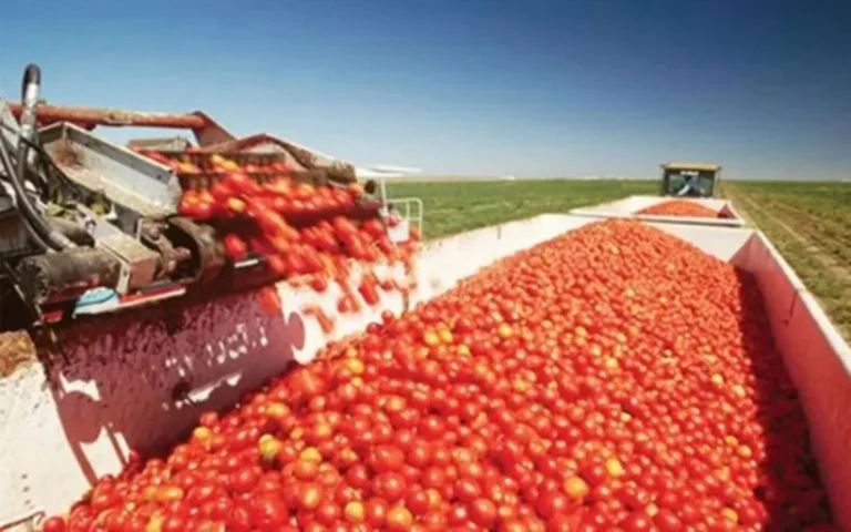 Η Καλλιέργεια Βιομηχανικής Ντομάτας Επιστρέφει Δυναμικά στις Σέρρες