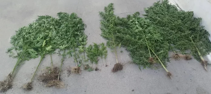 Καλλιεργούσαν παράνομα 20 δενδρύλλια κάνναβης σε αγρόκτημα